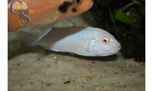 Pseudotropheus socolofi albino